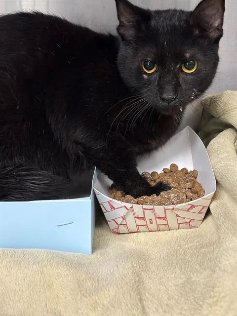 An adult large-sized male Domestic Short Hair cat named Gideon for adoption in Pasadena, TX