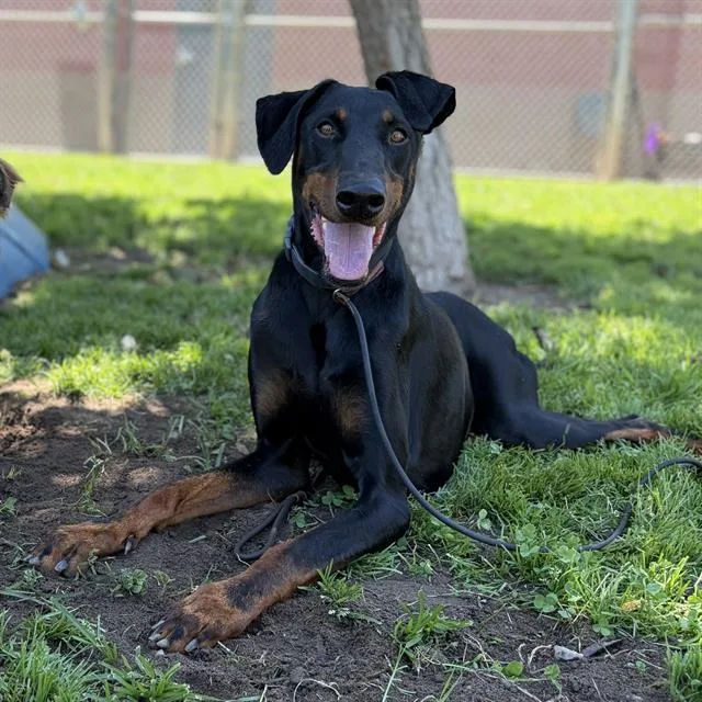 An adult large-sized male Doberman Pinscher dog named Zeus for adoption in Modesto, CA