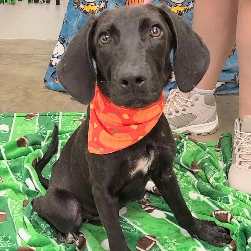 A young medium-sized female Black Labrador Retriever dog named Waverly for adoption in Woolwich, ME