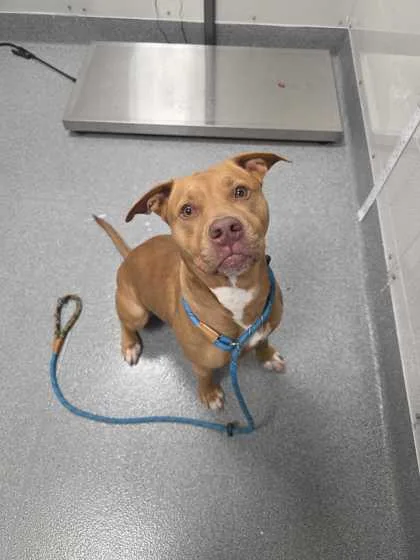 An adult large-sized female Mixed Breed dog named Zula for adoption in Sevierville, TN