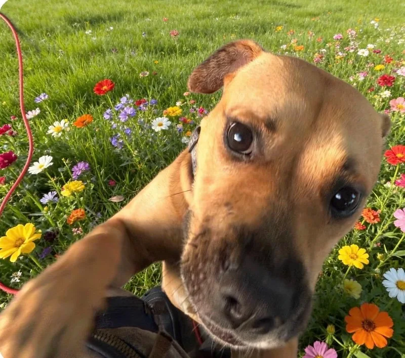 A young medium-sized female Apricot / Beige Black Mouth Cur dog named Heidi for adoption in Houston, TX