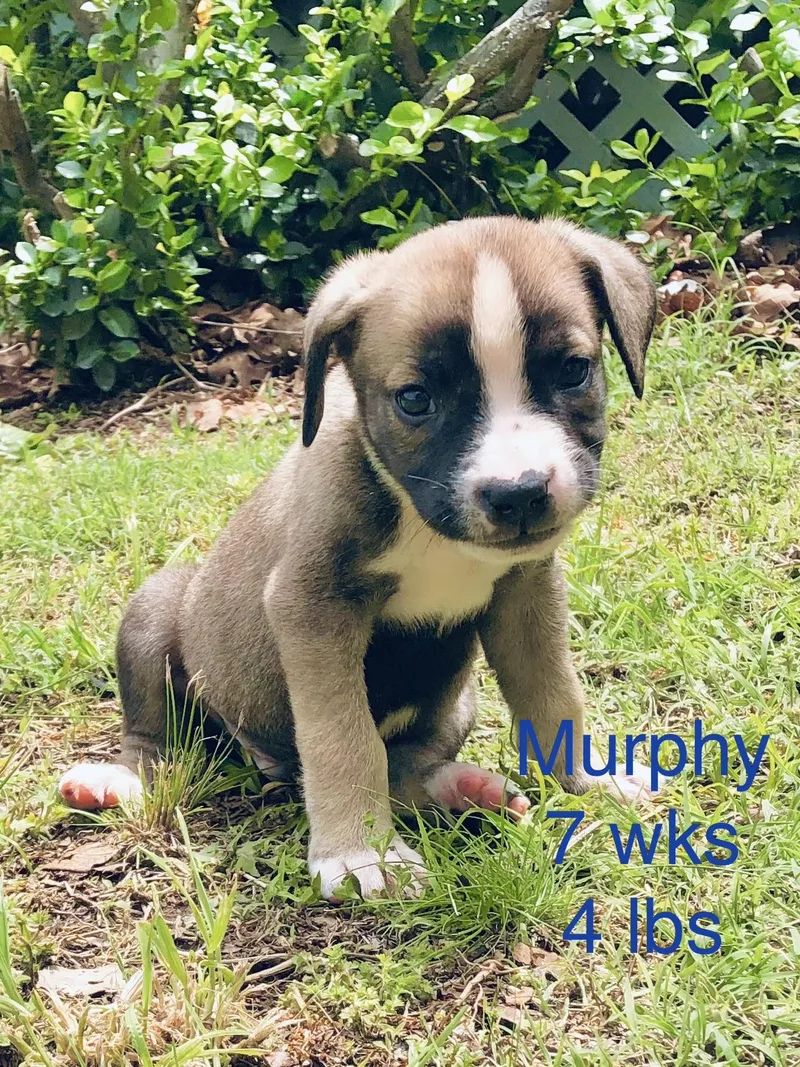 Murphy thumbnail 2