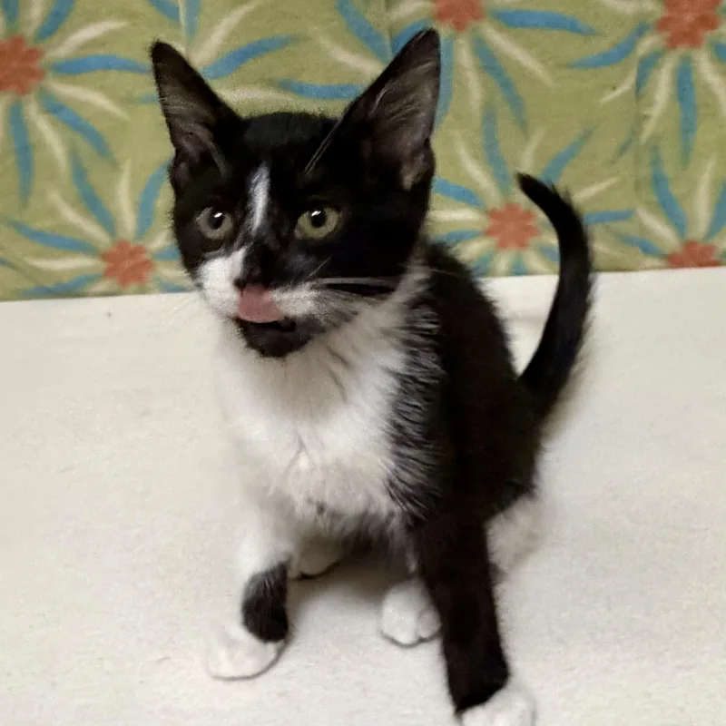 A baby medium-sized male Black & White / Tuxedo Domestic Short Hair cat named Checkers for adoption in Libertyville, IL