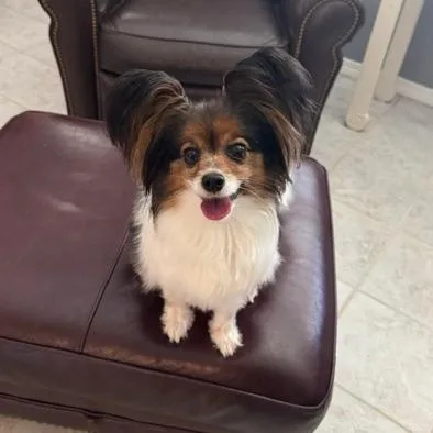 An adult small-sized female Papillon dog named Coco for adoption in Jacksonville, FL