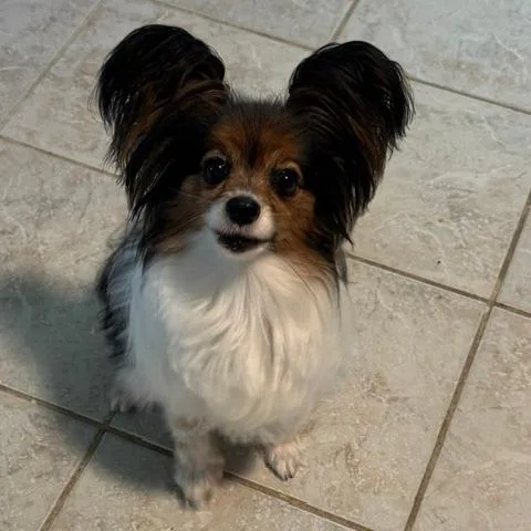 Coco thumbnail 2