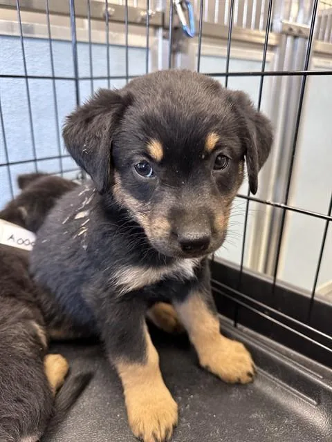 A baby small-sized female German Shepherd Dog dog named Sneezy for adoption in Ontario, CA