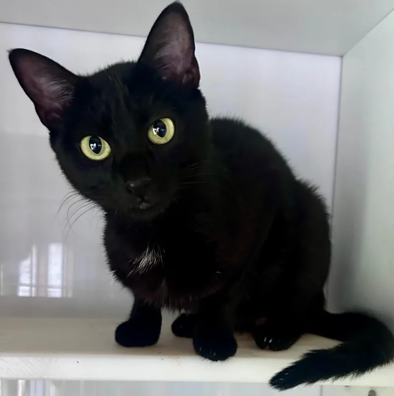 A young medium-sized female Domestic Short Hair cat named Mochi for adoption in Cumming, GA