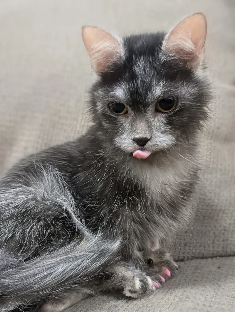 A young small-sized female Gray / Blue / Silver Munchkin cat named Blueberry for adoption in Medford, NJ