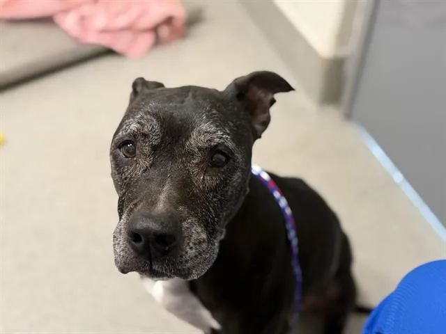 A senior large-sized female Pit Bull Terrier dog named Eos for adoption in Auburn, CA