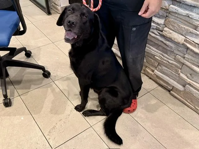 An adult large-sized male Labrador Retriever dog named Sonic for adoption in Garland, TX