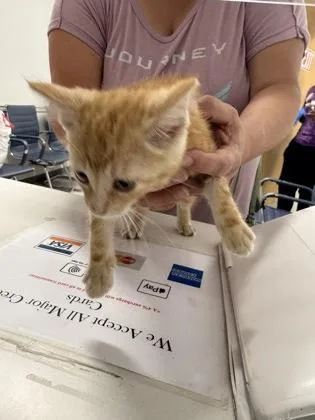 An adult small-sized female Domestic Short Hair cat named Hazel for adoption in Shreveport, LA