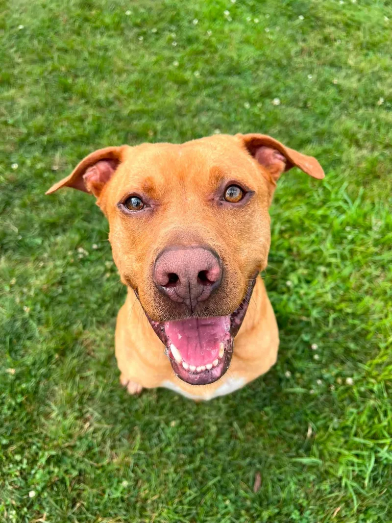 Pound DogRed Courtesy