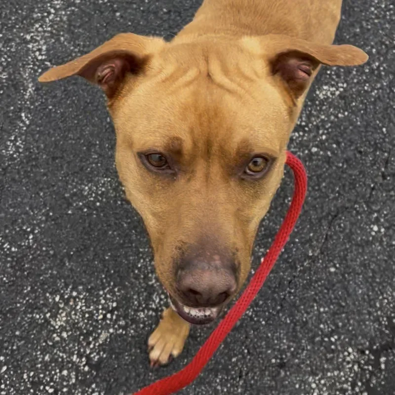 Pound DogRed  Courtesy thumbnail 3