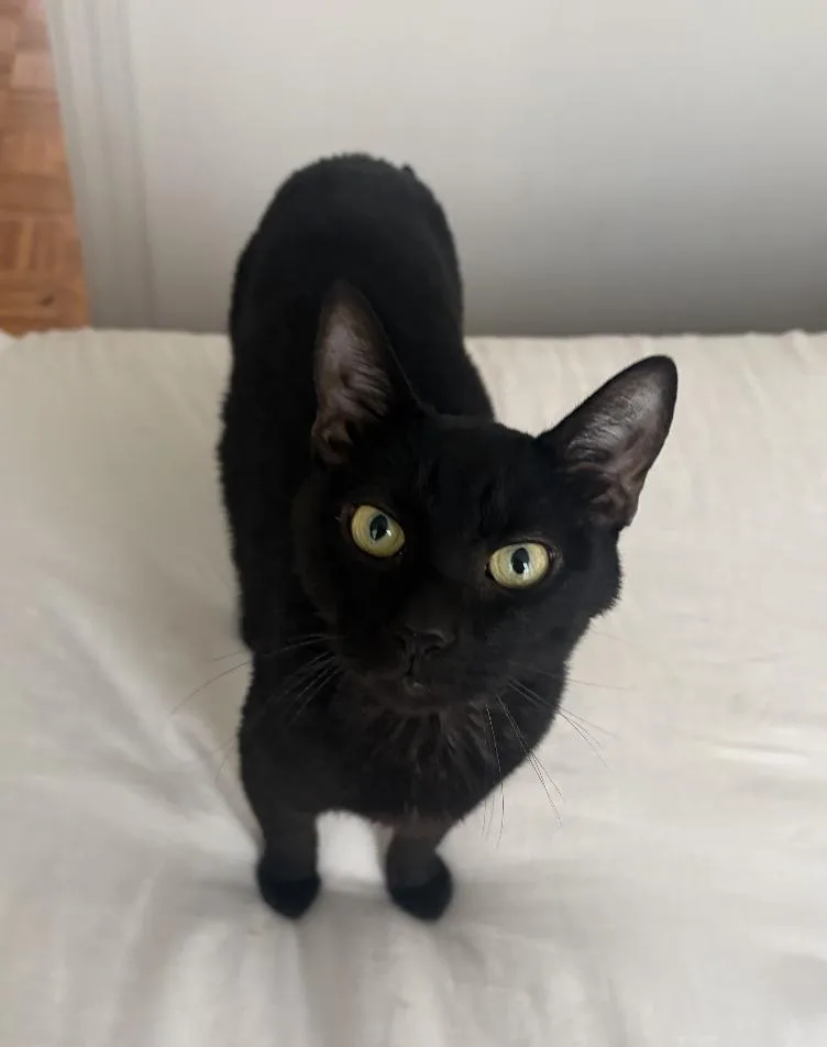 Grubhub & Seamless thumbnail 2