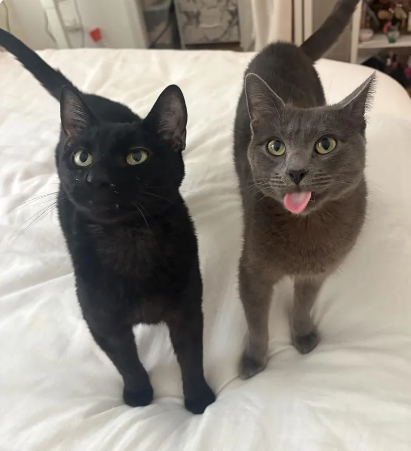 Grubhub & Seamless thumbnail 3