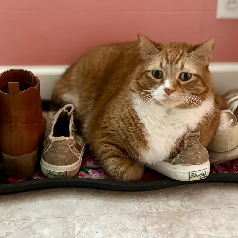 A senior small-sized male Orange / Red Domestic Short Hair cat named Chunk Bonded with for adoption in Bristol, IN