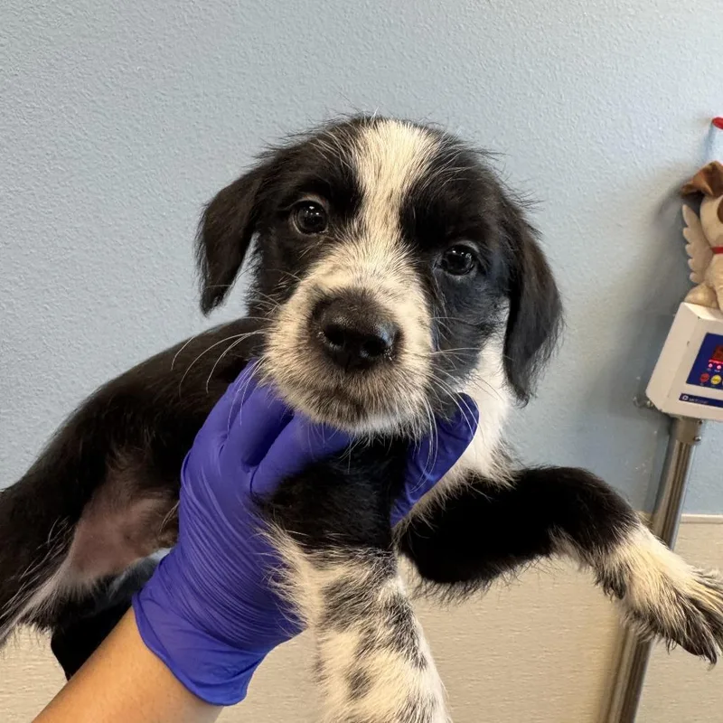 A baby small-sized male Mixed Breed dog named Dulce for adoption in Las Cruces, NM