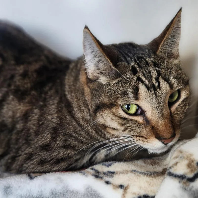An adult medium-sized male Brown / Chocolate Domestic Short Hair cat named Arizona for adoption in Reno, NV