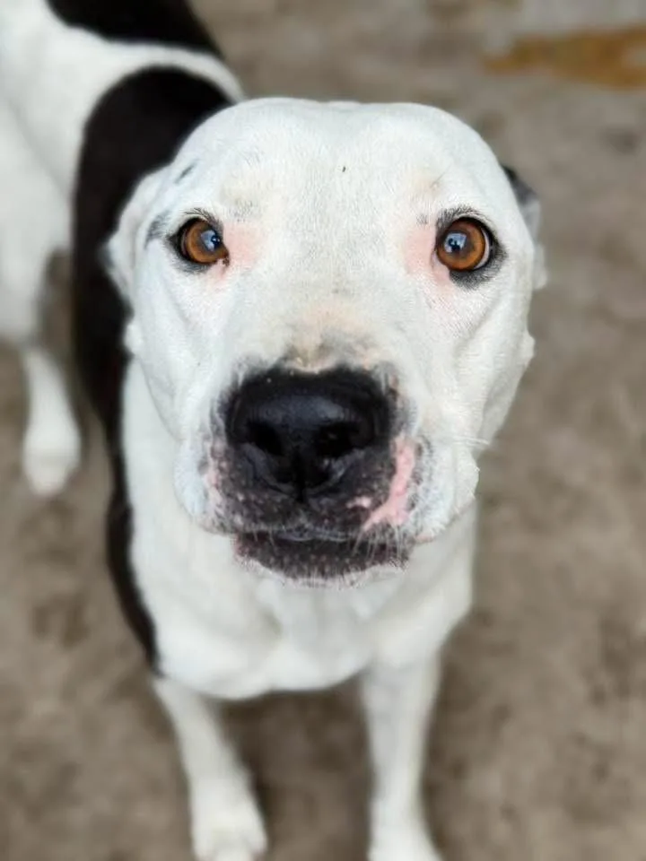 An adult medium-sized female White / Cream Pit Bull Terrier dog named Milk Maid for adoption in Chicago, IL