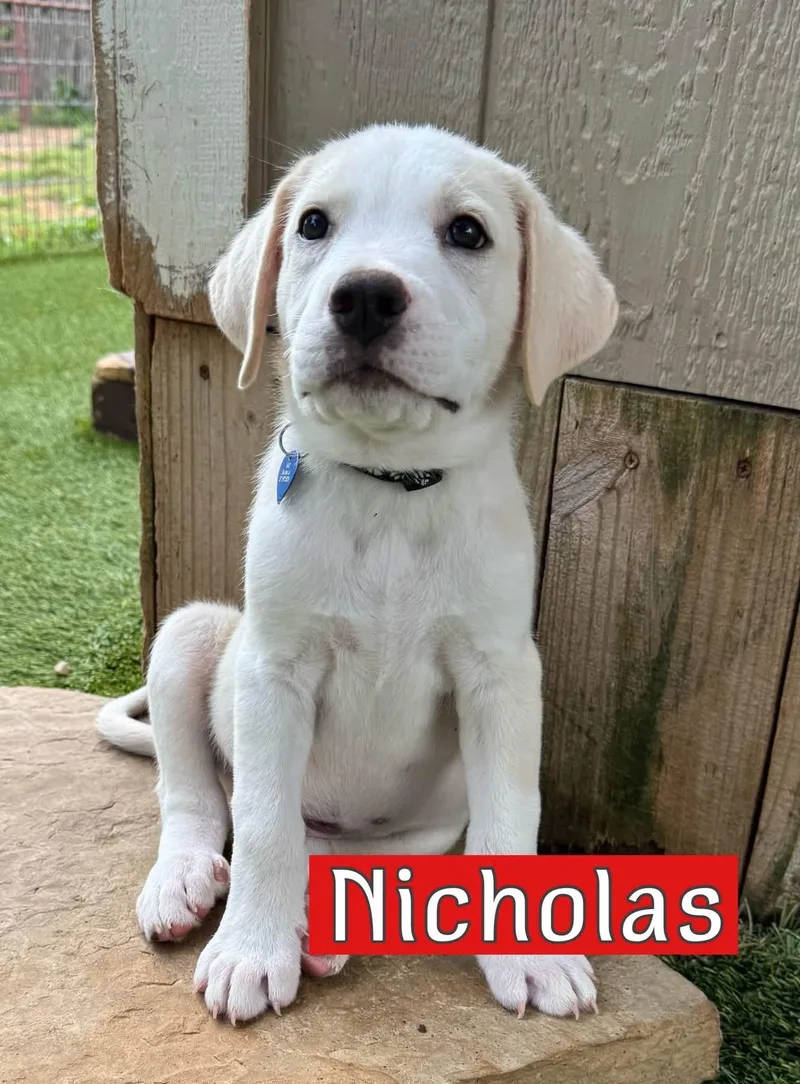 Nicholas thumbnail 2