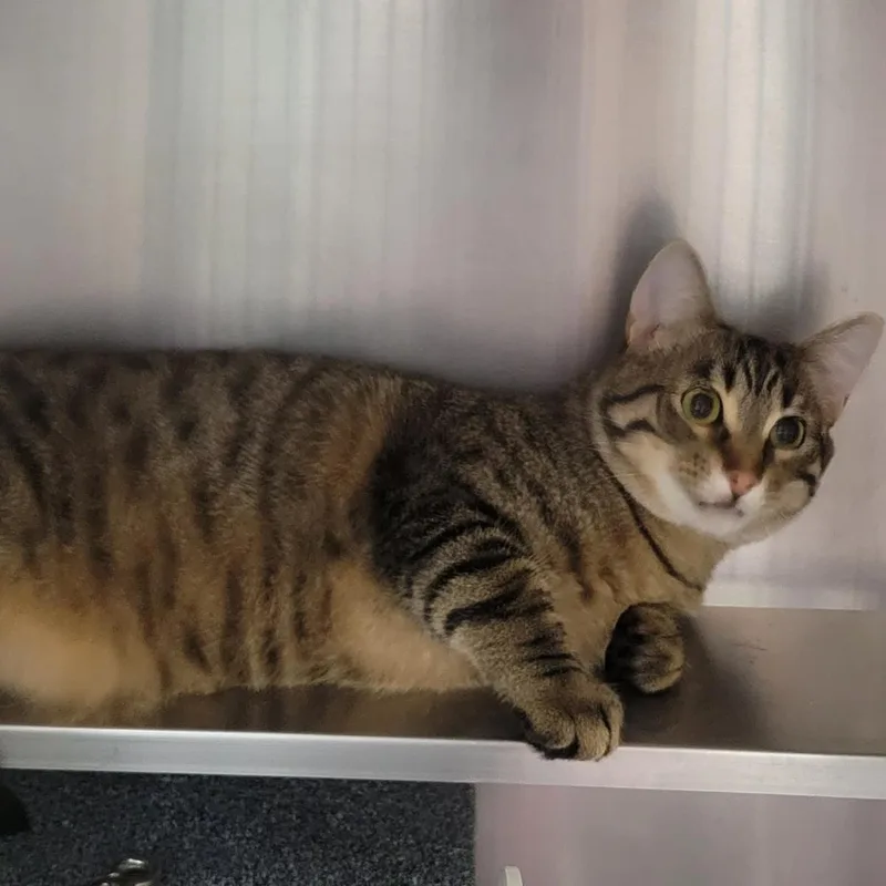An adult medium-sized male Brown / Chocolate Domestic Short Hair cat named Hot Honey for adoption in Plover, WI