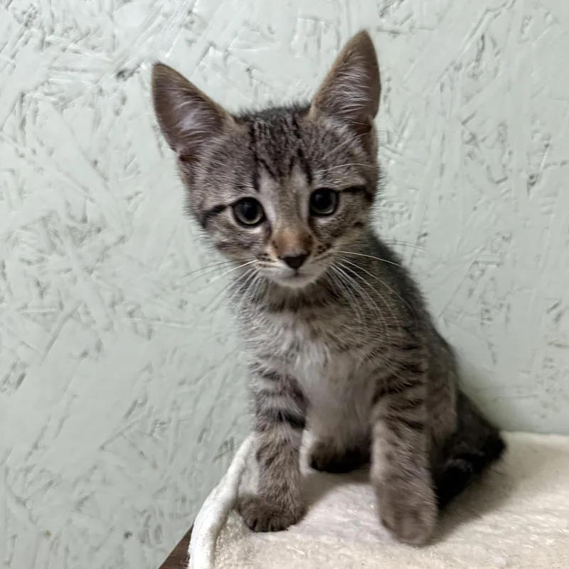 A baby small-sized male Domestic Short Hair cat named Marshmallow for adoption in Cumming, GA