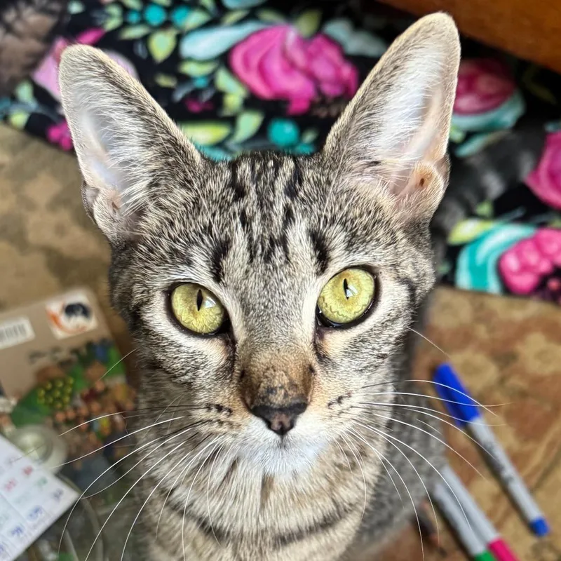 An adult medium-sized female Gray / Blue / Silver Domestic Short Hair cat named Minerva for adoption in Ashtabula, OH