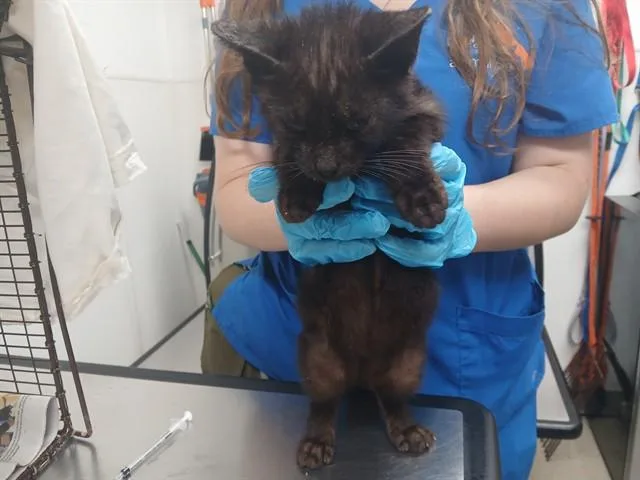 A baby small-sized male Domestic Short Hair cat named Butter for adoption in Fort Lauderdale, FL