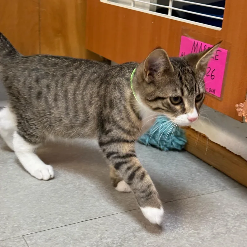 Figaro thumbnail 3