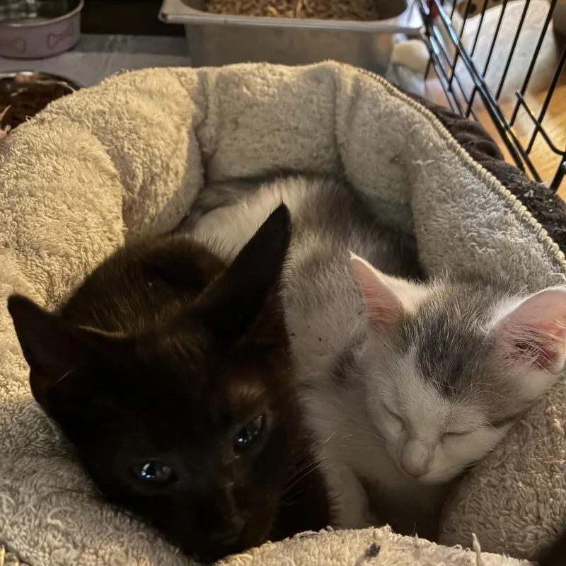 A young small-sized male Domestic Short Hair cat named Dracula for adoption in Columbus, NC