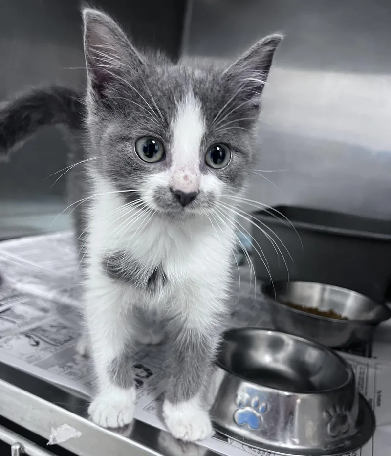 A baby medium-sized male Gray & White Domestic Short Hair cat named Dobby for adoption in Youngstown, OH