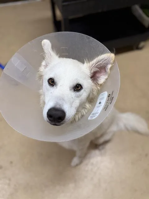 Nova
