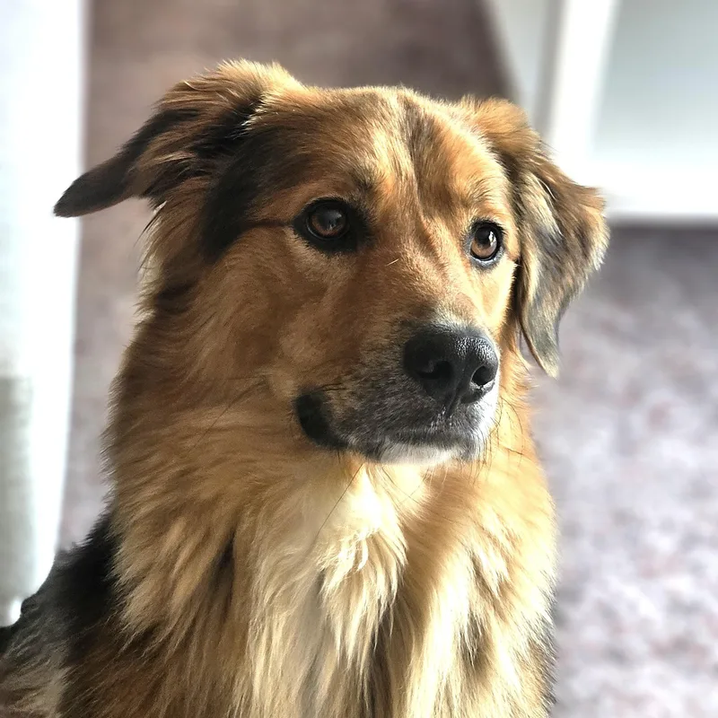A young large-sized male Retriever dog named Arnie for adoption in Palatine, IL