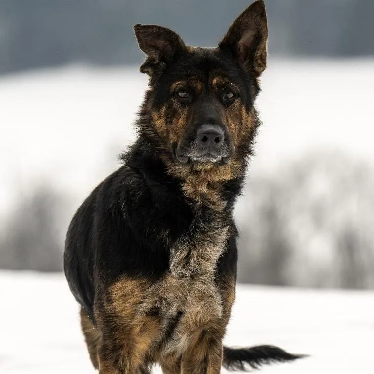 Harley May thumbnail 3