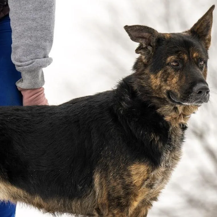 An adult medium-sized female Black German Shepherd Dog dog named Harley May for adoption in New Ringgold, PA