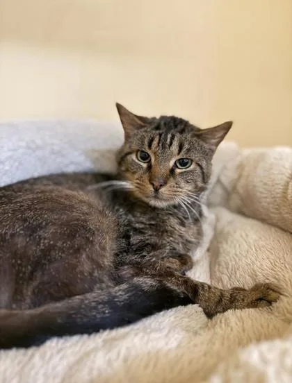 An adult small-sized male Domestic Short Hair cat named Michael for adoption in Clarks Summit, PA