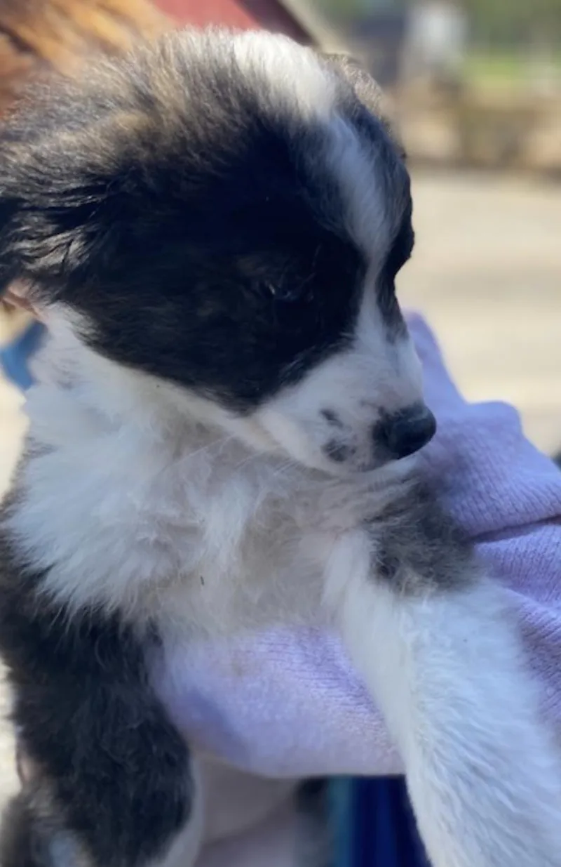A baby medium-sized female Border Collie dog named Border Collie Puppy F for adoption in Coatesville, PA