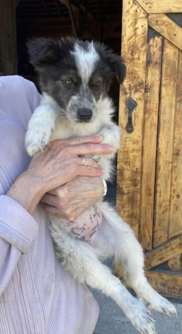 Border Collie Puppy F thumbnail 2