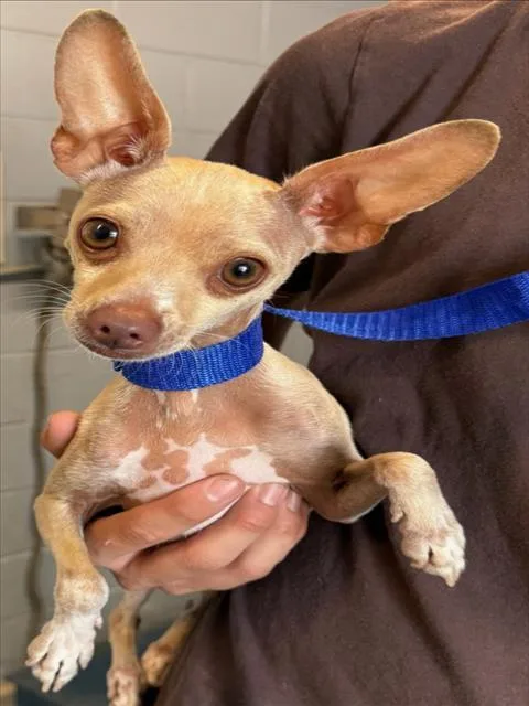 An adult small-sized male Chihuahua dog named Cooper for adoption in Woodland, CA
