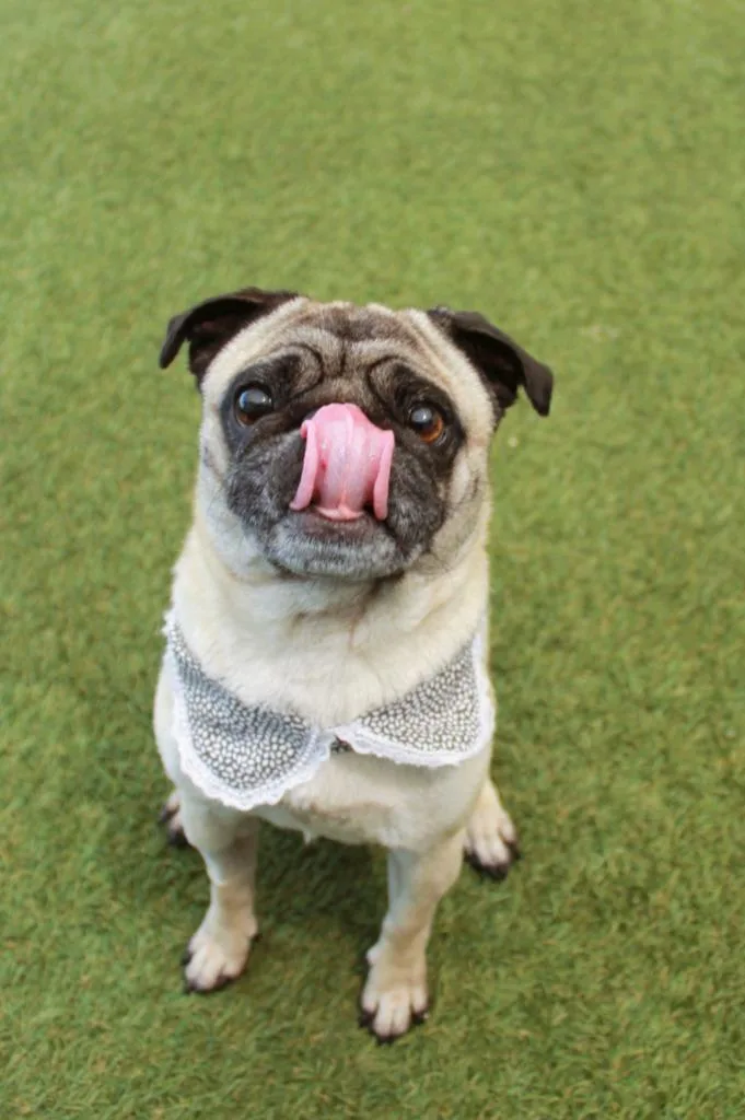 A senior small-sized female Pug dog named Trixie Mattel for adoption in Gardena, CA
