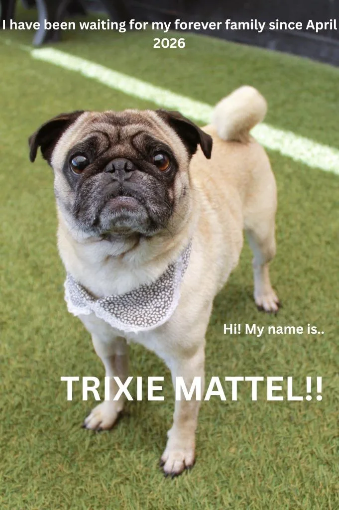 Trixie Mattel thumbnail 3