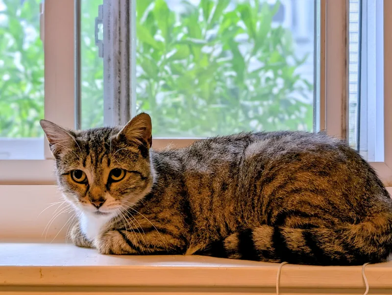 A young medium-sized female Tabby cat named Precious for adoption in Medford, MA