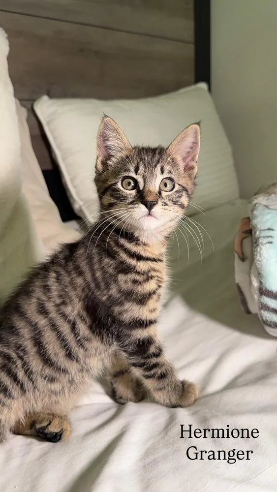 A baby small-sized female Domestic Short Hair cat named Hermione Granger for adoption in Beaumont, CA