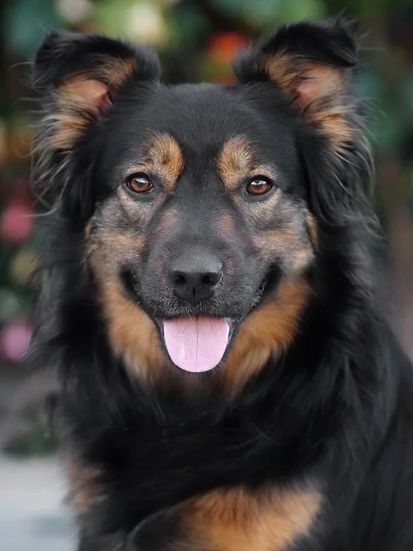 A young medium-sized female Black German Shepherd Dog dog named Luna Von Halloween for adoption in Los Angeles, CA
