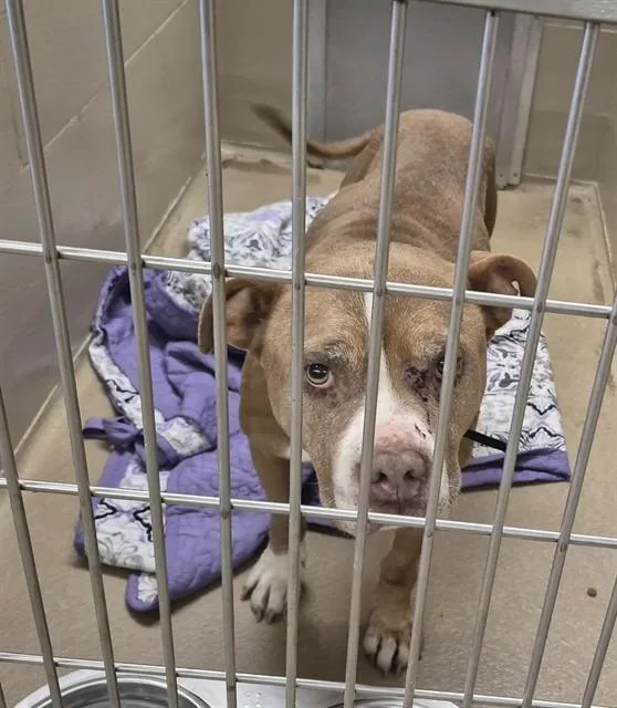A senior extra large-sized male Pit Bull Terrier dog named Guapo for adoption in Decatur, IL