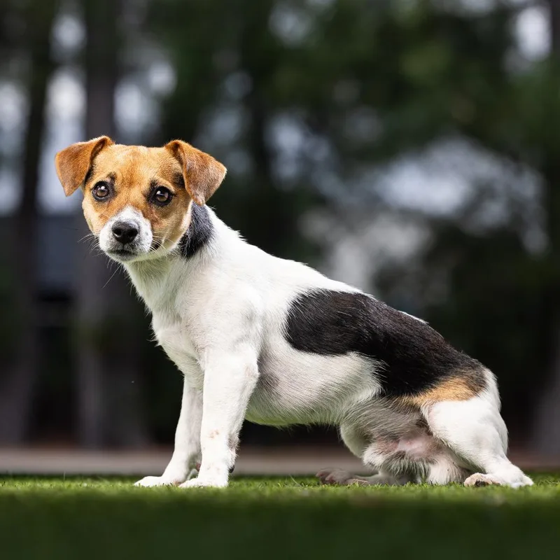 An adult small-sized male White / Cream Jack Russell Terrier dog named Courage for adoption in Jupiter, FL