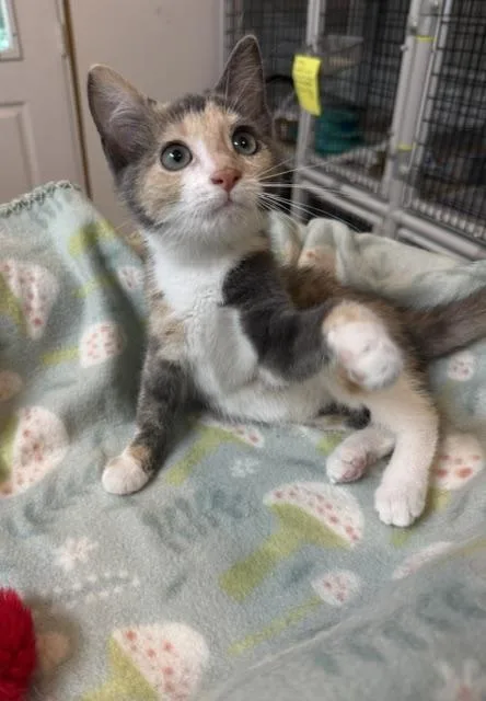 A baby medium-sized female Dilute Calico Domestic Short Hair cat named Stella for adoption in Millerstown, PA