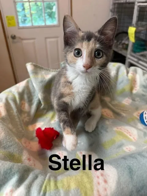 Stella thumbnail 4