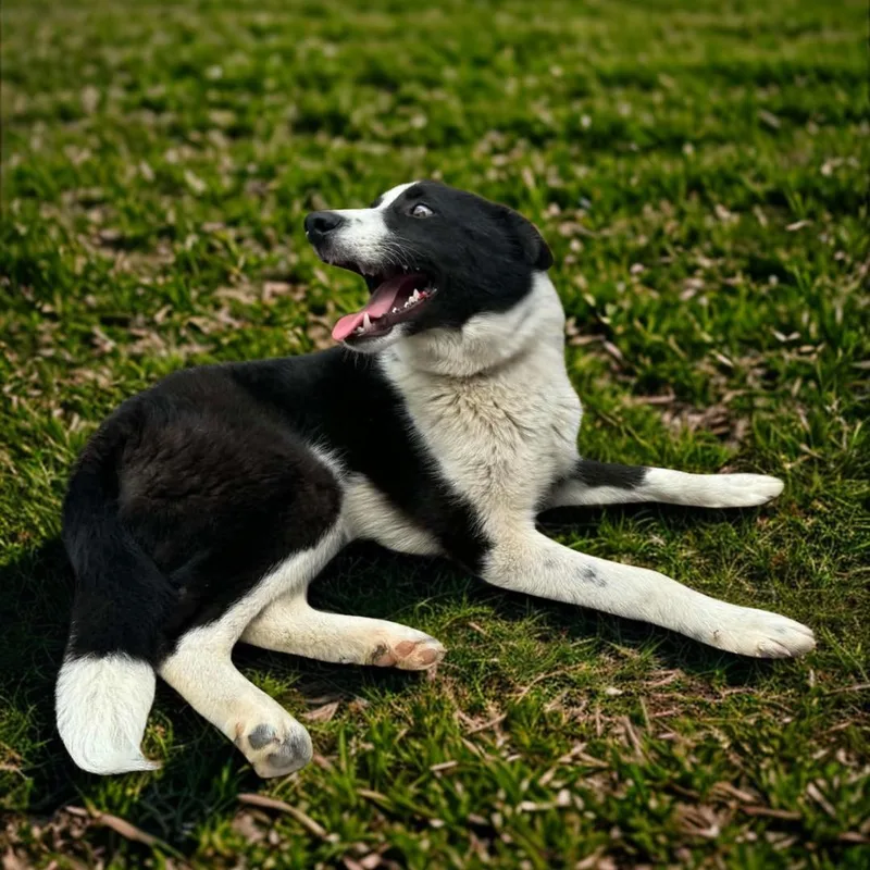 A young medium-sized male Black Border Collie dog named Reacher for adoption in Lancaster, KY