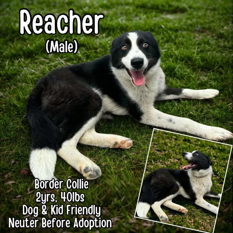 Reacher thumbnail 2